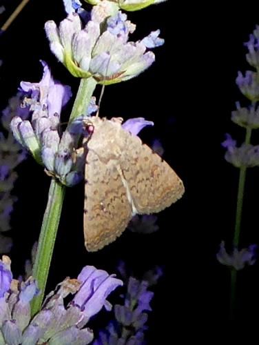 Réf. 286 547 : Caradrina clavipalpis